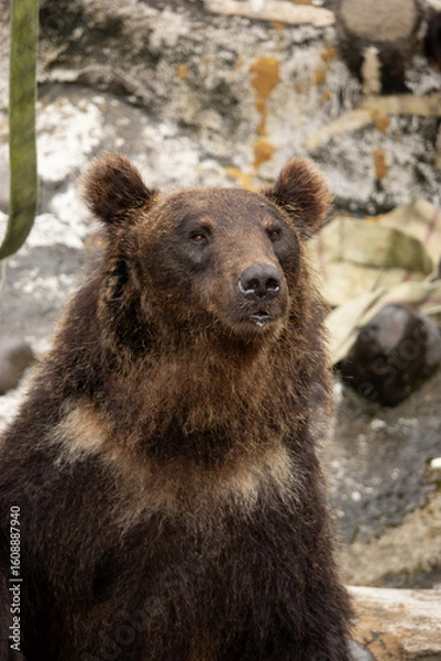 Fototapeta ヒグマ