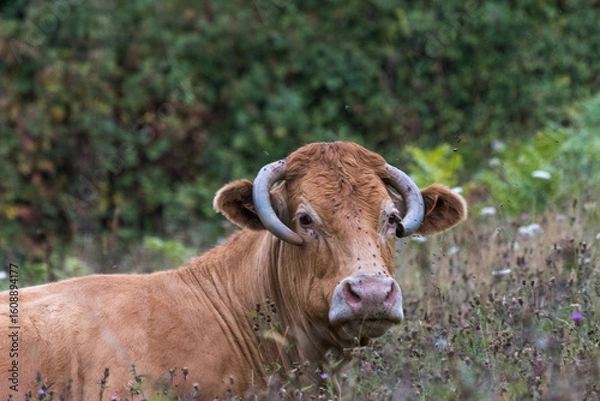 Obraz vache aux belles cornes