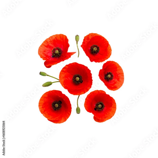 Obraz Beautiful red paper cut flowers on white background.
