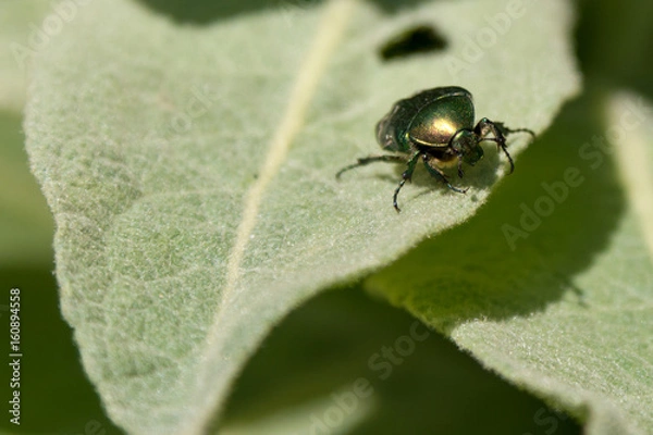 Fototapeta Beetle on the edge of a green leaf
