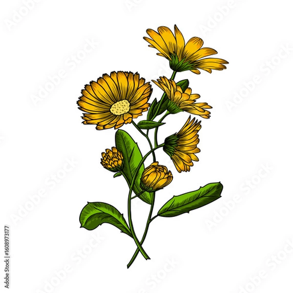 Fototapeta Illustration of the medicinal plant Calendula. Element for your design of packaging, fabric, wallpaper and much more.
