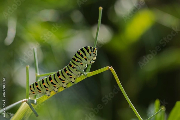 Obraz chenille Machaon 