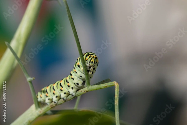 Obraz chenille de Machaon vorace 