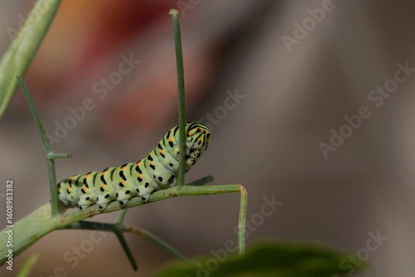 Fototapeta futur papillon Machaon 