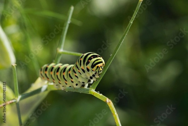 Obraz chenille sur  branche de fenouil