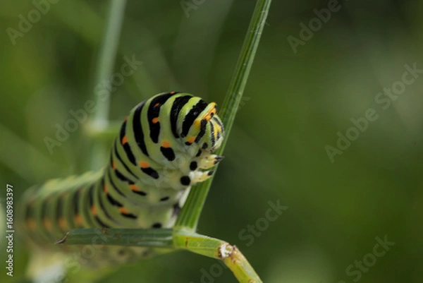 Obraz futur Machaon 