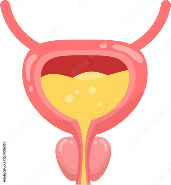 Obraz Male Bladder 