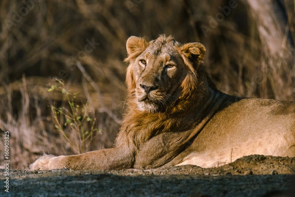Obraz Asiatic Lion resting