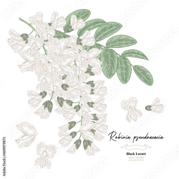 Obraz Hand drawn white acacia flowers, Robinia pseudoacacia tree. Vector illustration botanical.