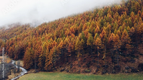 Fototapeta Aerial view of colorful mountain forest in autumn, flowing river and misty slopes.