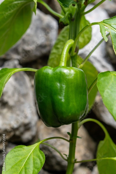 Fototapeta grüne Paprika