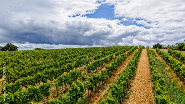 Obraz Vignes et soleil