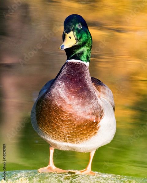 Fototapeta duck