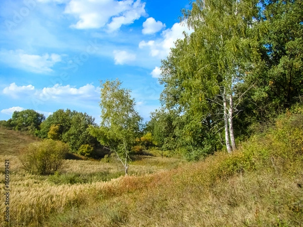 Fototapeta Early autumn on the edge of the forest on a sunny day.