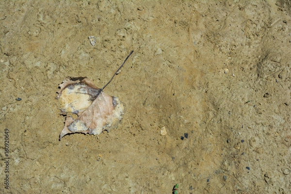 Obraz Leaf that is stuck in the mud Background