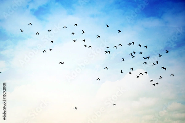 Obraz Flying birds in cloudy Sky