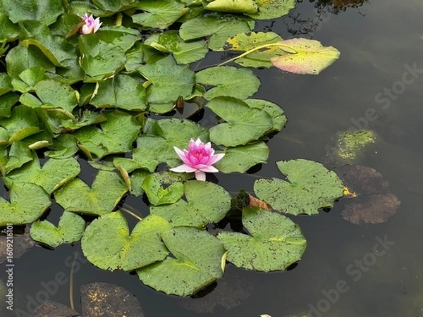 Fototapeta Close up of beautiful Water lily the flower in full bloom pink with white floating pads in a pond with lush green leaves in Summer day light organic country garden 