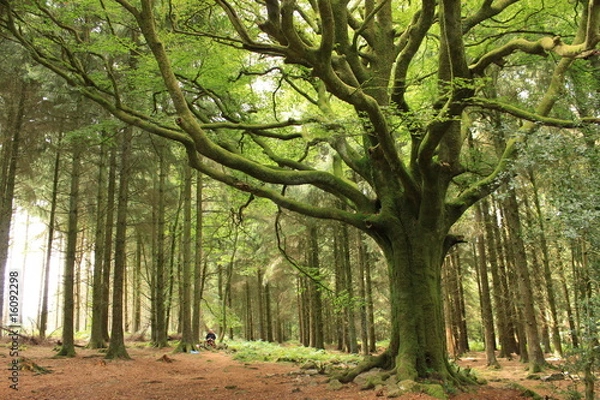 Obraz faouenn ponthus