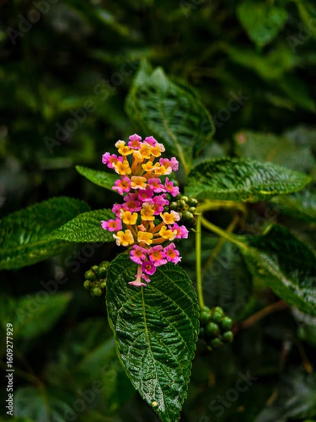 Obraz red and yellow flower