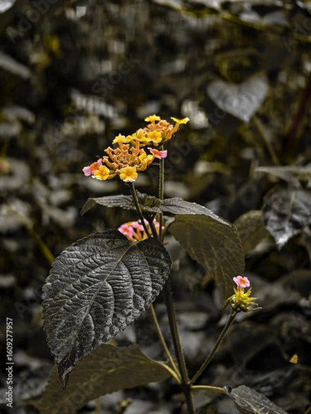 Obraz "Delicate vibes, wild nature 🌼🌿"
