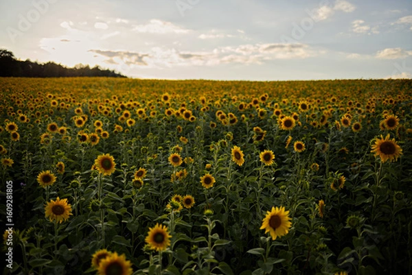 Fototapeta Sunflowers in a field at sunset with a sky. A summer day in agriculture. Ecological concept and cultivated area