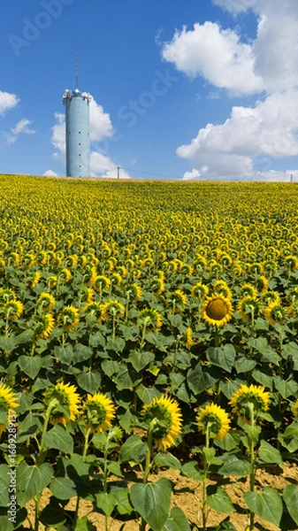 Obraz Campagne et fleurs