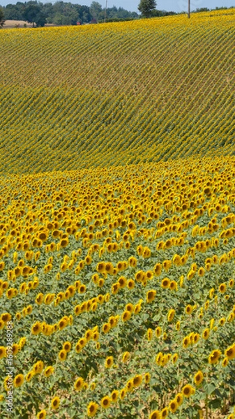 Obraz Vallon de fleurs
