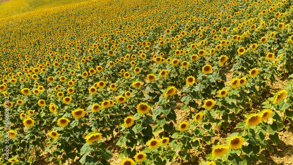 Obraz Tournesols
