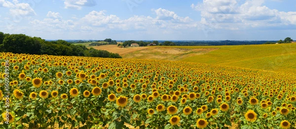 Obraz Campagne fleurie