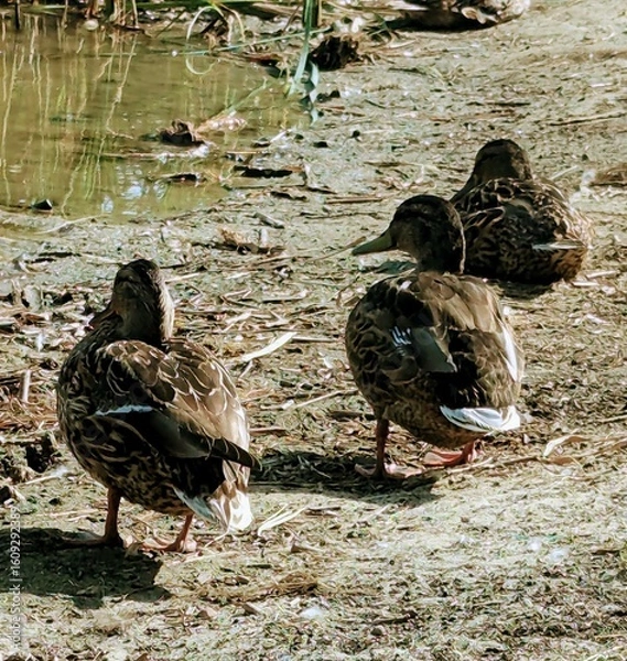 Obraz duck and ducklings