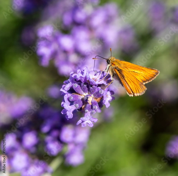Obraz butterfly pollinating on a flower