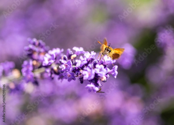 Obraz Butterfly pollinating on a flower