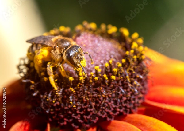 Obraz Bee collecting pollen from a flower
