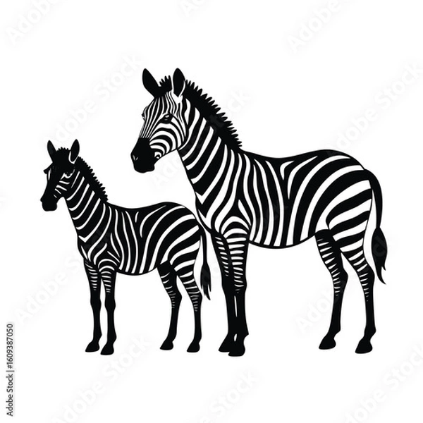 Obraz two zebra vector silhouette