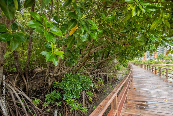 Fototapeta Mangrove forest exploration path walking trail , Wooden walkway bridge into the green forest,