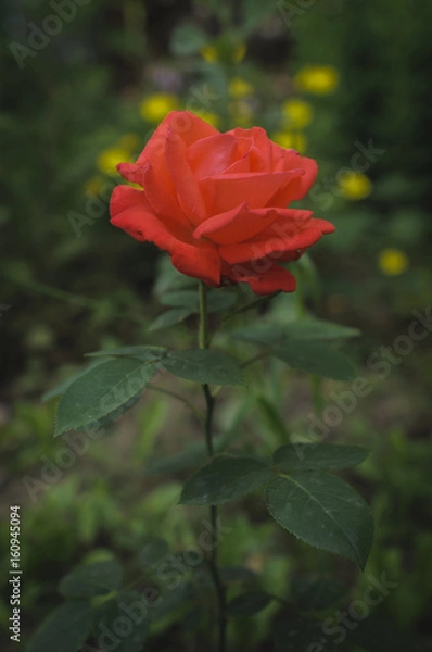 Obraz beautiful rose