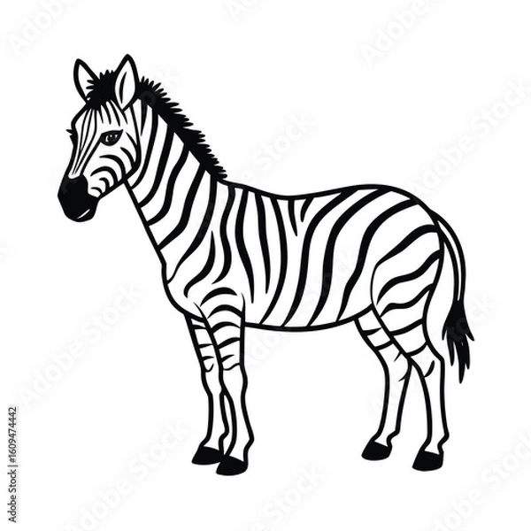 Obraz Zebra animal illustration with black and white stripes, isolated on a white background, standing in profile