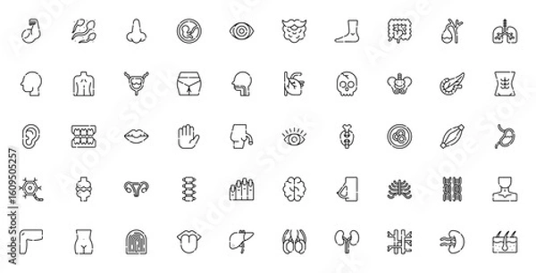 Obraz Human body icon set. Medical anatomy vector collection. Includes bicep, sperm, nose, fetus, eye, beard, foot, organs, skeleton, dna and more. Editable linear icons.