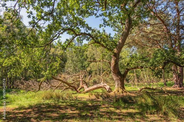 Fototapeta A dead tree-branch lies on the ground of a woodland. Shadows fall onto the ground.