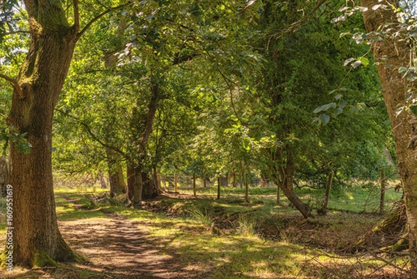 Fototapeta A path through a woodland with dappled sunlight on the ground.