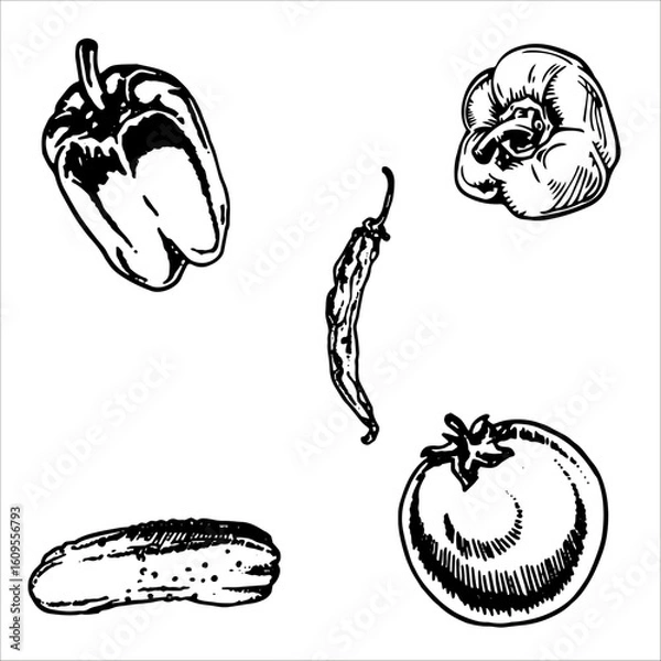 Fototapeta Black and white vegetable illustration set with bell pepper, chili, cucumber, tomato for engraving. bell peppers, tomatoes, cucumbers sketch