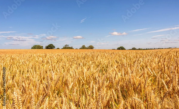 Fototapeta A field of golden barley with trees and a blue sky.