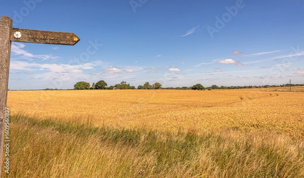 Fototapeta A landscape of barley fields with a sign post and a blue sky.