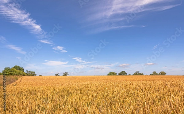 Fototapeta A field of golden barley with trees and a blue sky.