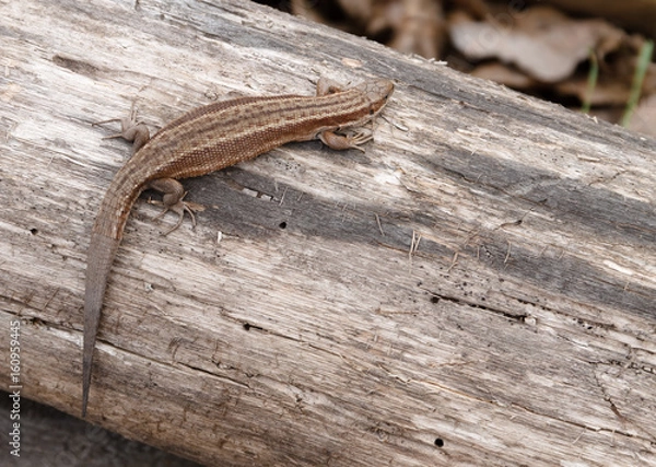 Obraz Little brown lizard sitting on old log in nature