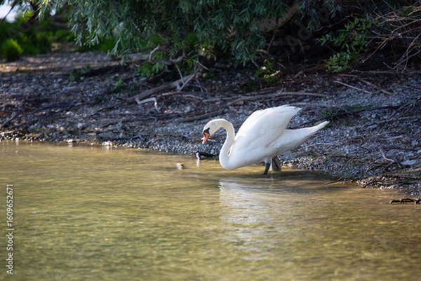 Fototapeta a white swan is stazing in water near a shore