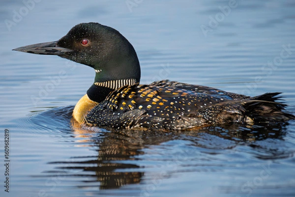 Fototapeta Common loon bird