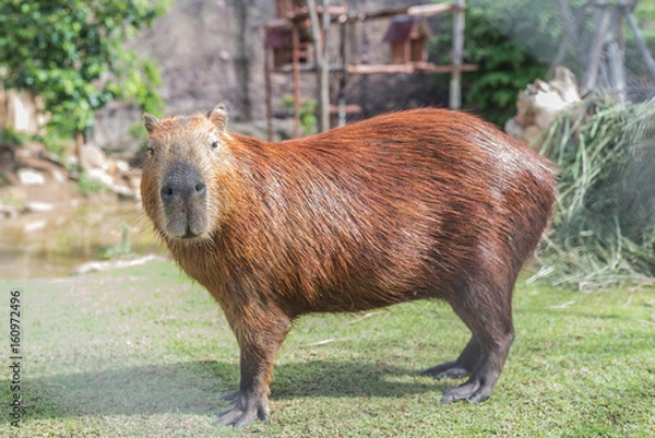 Obraz Capybara (hydrochoerus hydrochaeris)