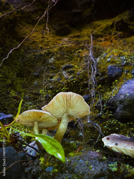 Obraz Mushrooms growing at the creek wall.