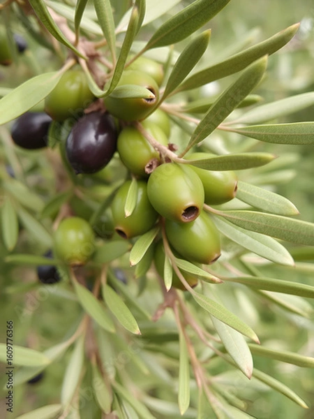 Fototapeta Olive verte picholine